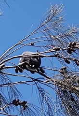 Calyptorhynchus lathami