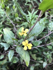 Goodenia ovata