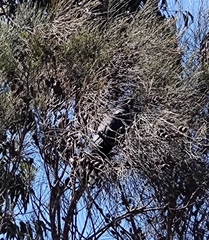 Calyptorhynchus lathami