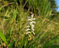 Spiranthes incurva