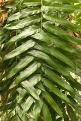 Stenochlaena palustris