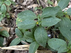 Synedrella nodiflora