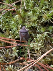 Chlorochroa pinicola