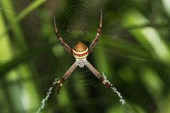 Argiope keyserlingi