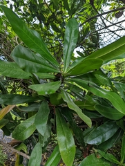 Eryngium foetidum