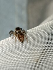 Evarcha