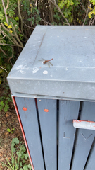 Sympetrum sanguineum