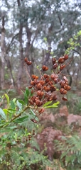 Bursaria spinosa spinosa