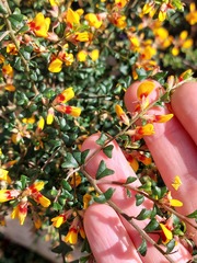 Pultenaea scabra