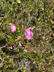 Rhodothamnus chamaecistus