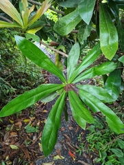 Eryngium foetidum