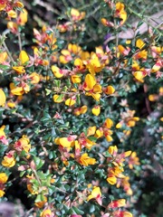 Pultenaea scabra