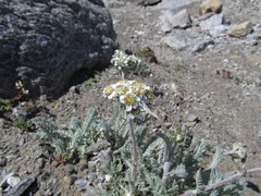 Achillea nana