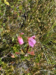Rhodothamnus chamaecistus