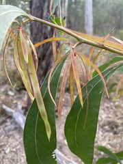 Acacia falcata