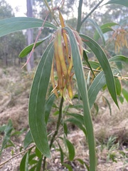 Acacia falcata
