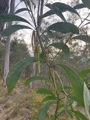 Acacia falcata