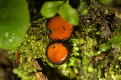 Scutellinia