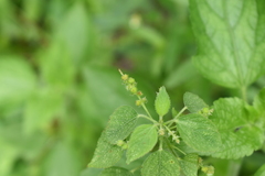 Acalypha indica