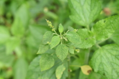 Acalypha indica