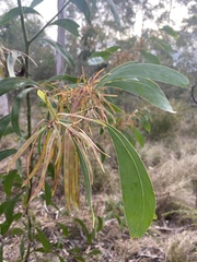 Acacia falcata