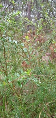 Bursaria spinosa spinosa