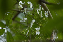 Clematis paniculata