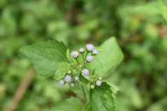 Ageratum