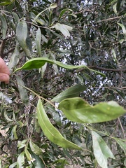 Acacia fasciculifera