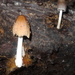 Coprinellus radians - Photo (c) judymac, some rights reserved (CC BY-NC), uploaded by judymac