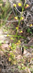 Drosera drummondii