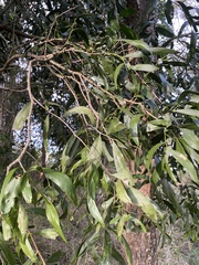 Acacia fasciculifera