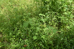 Triumfetta rhomboidea