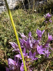 Gentianella germanica