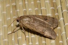 Noctua interposita