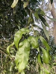 Acacia fasciculifera