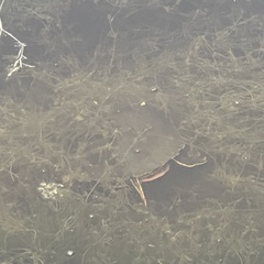 Chrysemys picta bellii