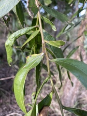 Acacia fasciculifera