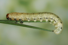 Diprion pini