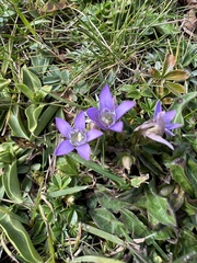 Gentianella germanica