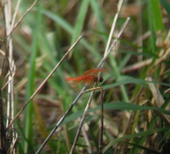 Brachythemis contaminata