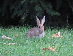 Oryctolagus cuniculus
