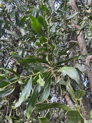 Acacia fasciculifera