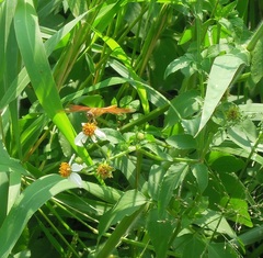 Brachythemis contaminata