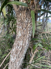 Acacia fasciculifera