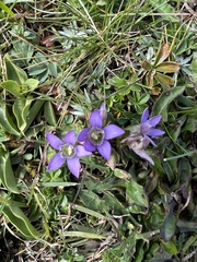Gentianella germanica