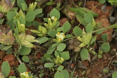 Tripodion tetraphyllum