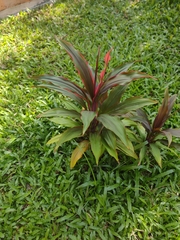 Cordyline fruticosa
