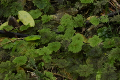 Dendrohypopterygium filiculiforme