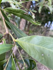 Acacia fasciculifera